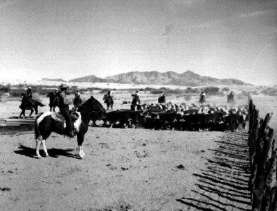 Vaqueros arreando ganado vacuno en un corral en Sonora