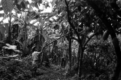 Hombre bajando de un árbol para su corte y extracción de la semilla de cacao