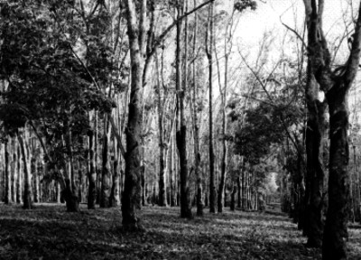 Huerto de árboles del hule