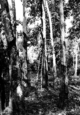 Hombre raspando los árboles de hule de la huerta del rancho el palmar en Veracruz