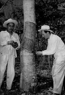 Hombres sacando hule de un árbol de una huerta