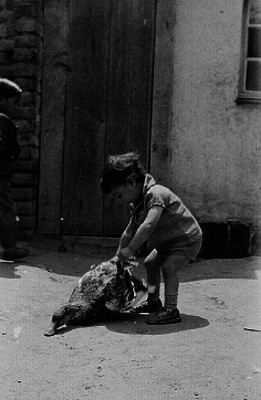 Niño con ganzo en un patio