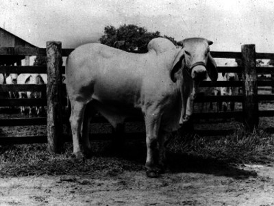 Cebú en el corral de un establo