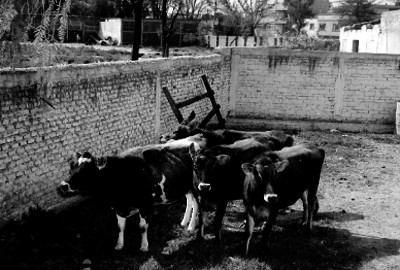 Vacas en un corral
