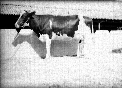 Vaca en establo