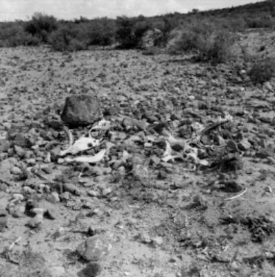 Huesos de animal en los llanos del Rancho de Santa Gertrudis