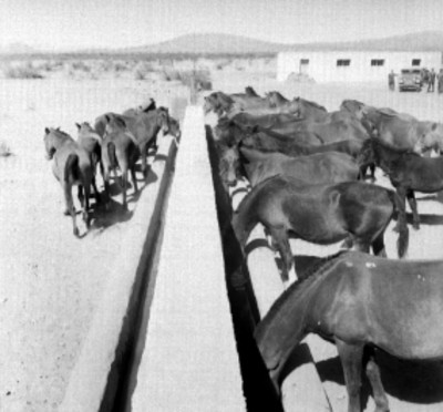 Caballos para el ejército en los bebederos de los criaderos de Santa Gertrudis