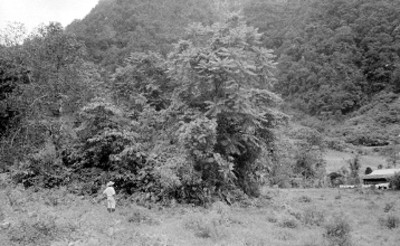 Hombre junto a árboles en zona arqueológica, paisaje