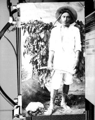 Cargador de ramas, retrato, reprografía