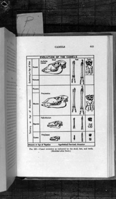 Diagrama referente a la evolución del camello, reprografía