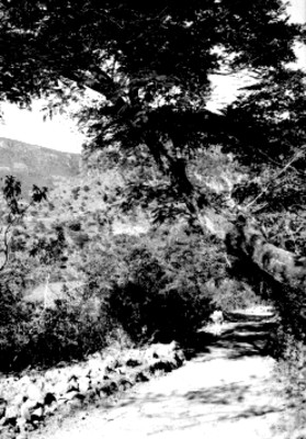 Hombre parado en el camino de Taxco al Naranjo, paisaje