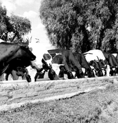 Vacas comiendo