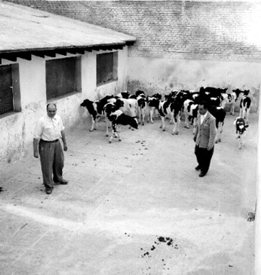 Vacas en un corral