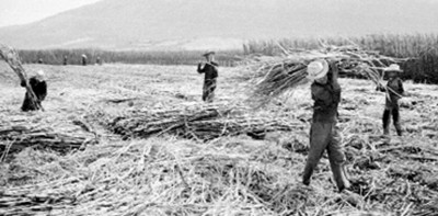 Trabajadores acarrean caña de azúcar