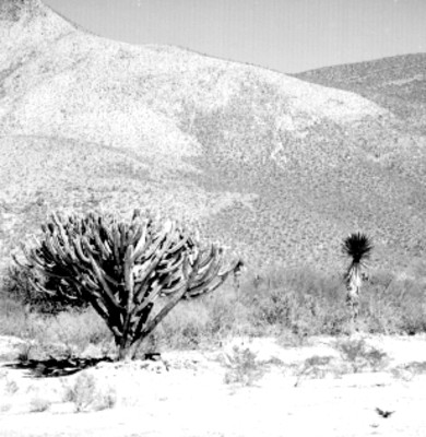 Arbol de garambullo y yuca en un paraje