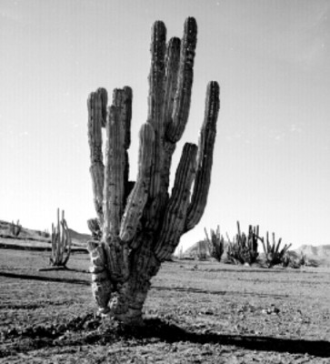 Cactus en una zona desértica