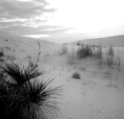 Desierto en Dunas