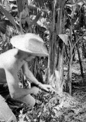 Indígena maya cultiva plantas de platano