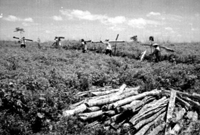 Campesino carga troncos de madera