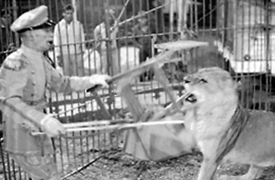 Domador de animales adiestra león
