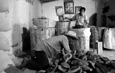 Panaderos y pan