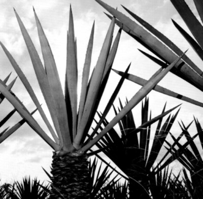 Plantío de henequén