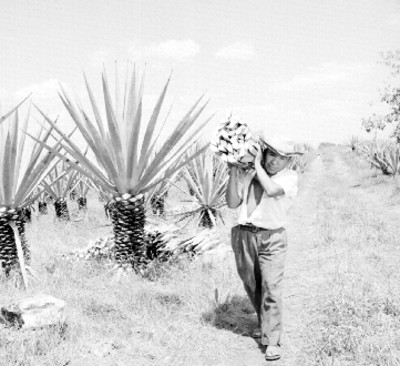 Campesino cargando pencas de henequén