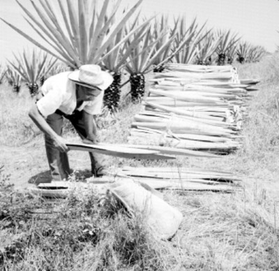 Campesino apilando pencas de henequén