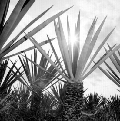 Plantío de henequén