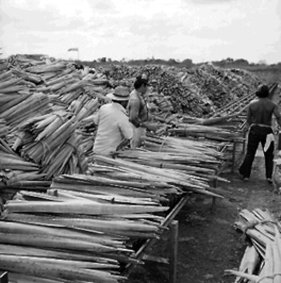 Obreros acomodando pencas de henequén