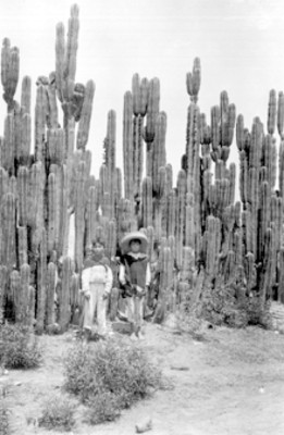 Niños y cactáceas