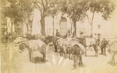 Arrieros con "burros" en una plaza pública