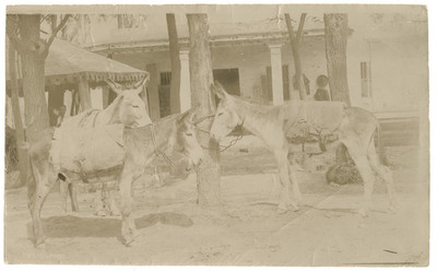 Burros atados a un árbol en la plaza de un pueblo
