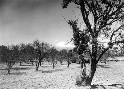 Popocatépetl, visto desde el bosque de Santa Catalina