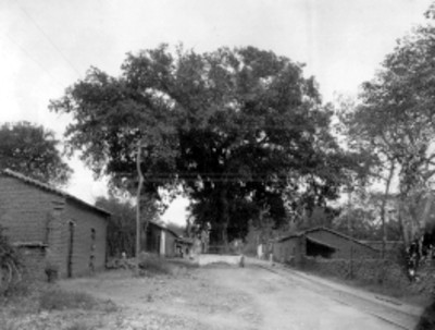 Calle de un poblado con un árbol cercado junto a las vías del ferrocarril