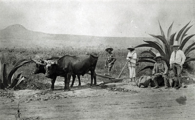 Campesinos con yunta trabajan en campo de cultivo