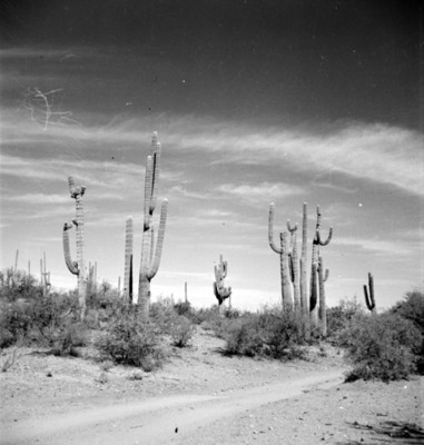 Sahuaros en el desierto de Sonora