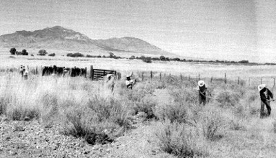 Trabajadores cortando hierba en el desierto de Sonora
