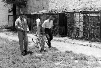 Hombre con un leopardo en un jardín