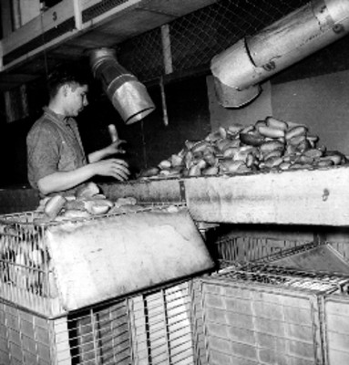 Panadero empaquetando pan tipo "Roll" en una cesta