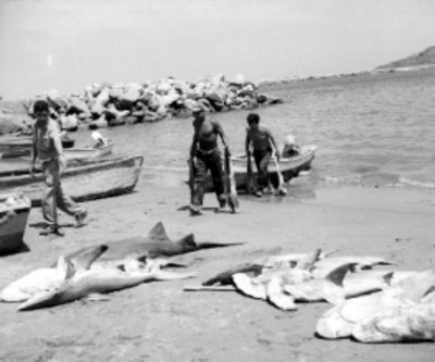 Pescadores bajando tiburón de embarcaciones en una playa de Mazatlán