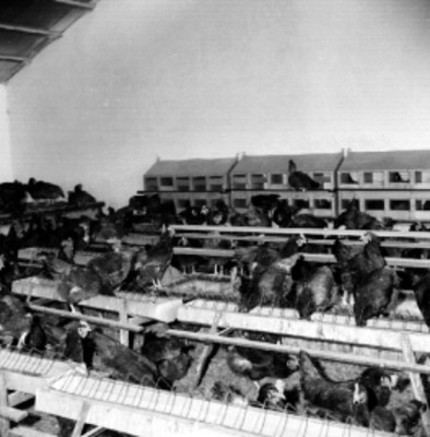 Gallinas enjauladas en la nave de una planta avícola