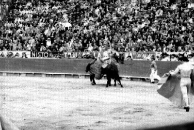 Toro embiste al aballo del picador en una corrida