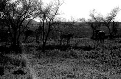 Hombre junto a animales rumiantes en el Africam Safari