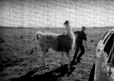 Hombre y llama en el Africam Safari