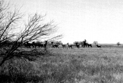 Hombre a caballo junto a rumiantes en el Africam Safari
