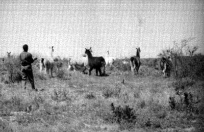 Hombres observan llamas en el Africam Safari