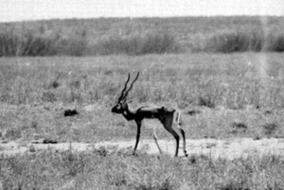 Rumiante en el Africam Safari