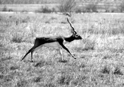 Rumiante corre en el Africam Safari