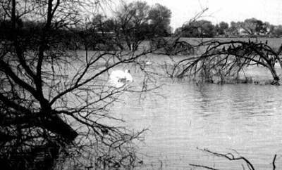 Cisne en lago del Africam Safari